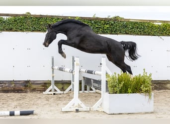 Holsteiner, Stute, 13 Jahre, 165 cm