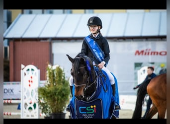 Holsteiner, Stute, 13 Jahre, 166 cm, Dunkelbrauner