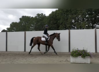 Holsteiner, Stute, 13 Jahre, 167 cm, Brauner