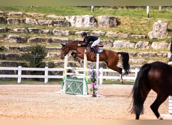 Holsteiner, Stute, 13 Jahre, 167 cm, Brauner