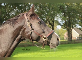 Holsteiner, Stute, 13 Jahre, 167 cm, Schwarzbrauner