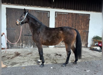 Holsteiner, Stute, 13 Jahre, 168 cm, Dunkelbrauner