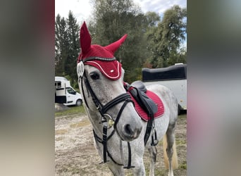 Holsteiner, Stute, 13 Jahre, 168 cm, Schimmel