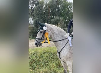 Holsteiner, Stute, 13 Jahre, 168 cm, Schimmel