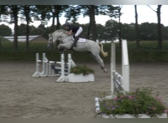 Holsteiner, Stute, 13 Jahre, 168 cm, Schimmel
