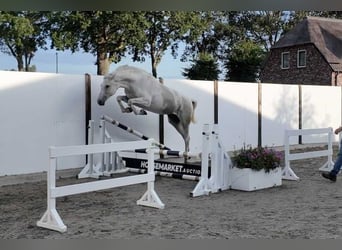 Holsteiner, Stute, 13 Jahre, 168 cm, Schimmel