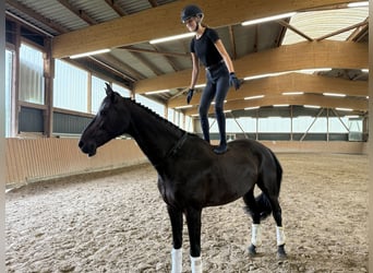 Holsteiner, Stute, 13 Jahre, 168 cm