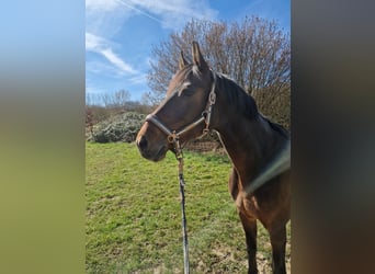 Holsteiner, Stute, 13 Jahre, 170 cm, Dunkelbrauner