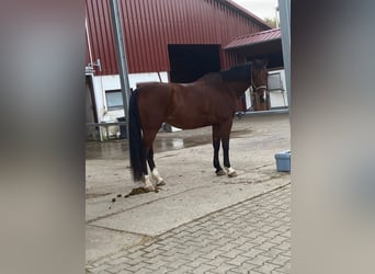 Holsteiner, Stute, 13 Jahre, 171 cm, Brauner