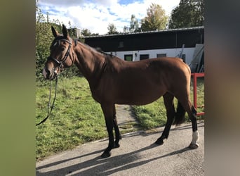 Holsteiner, Stute, 13 Jahre, 171 cm, Brauner