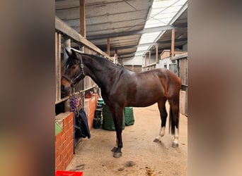 Holsteiner Mix, Stute, 13 Jahre, 172 cm, Brauner
