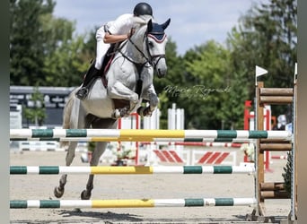 Holsteiner, Stute, 13 Jahre, 172 cm, Schimmel