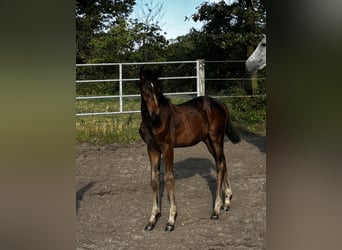 Holsteiner, Stute, 13 Jahre, 174 cm, Schimmel