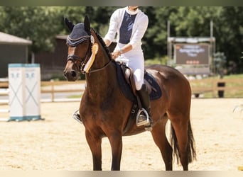 Holsteiner, Stute, 13 Jahre, 175 cm, Dunkelbrauner