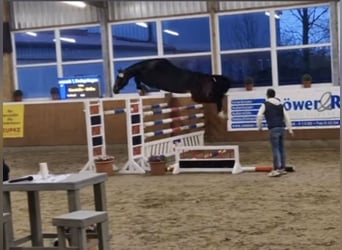 Holsteiner, Stute, 13 Jahre, 175 cm, Dunkelbrauner