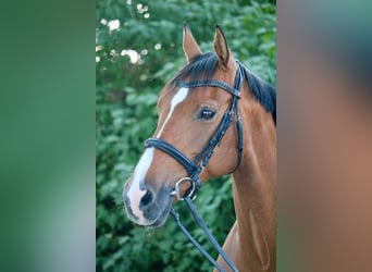 Holsteiner, Stute, 14 Jahre, 155 cm