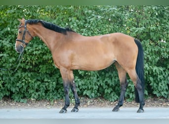 Holsteiner, Stute, 14 Jahre, 155 cm