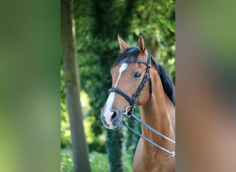 Holsteiner, Stute, 14 Jahre, 155 cm