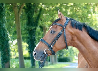 Holsteiner, Stute, 14 Jahre, 155 cm