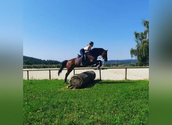 Holsteiner, Stute, 14 Jahre, 160 cm, Brauner