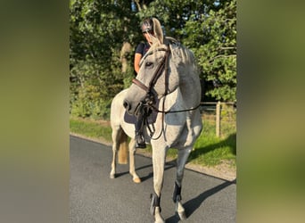 Holsteiner, Stute, 14 Jahre, 160 cm, Schimmel