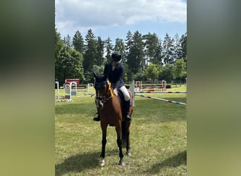 Holsteiner, Stute, 14 Jahre, 163 cm, Brauner