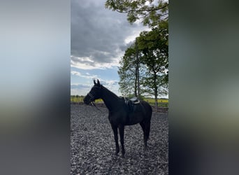 Holsteiner, Stute, 14 Jahre, 164 cm, Schwarzbrauner