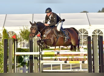 Holsteiner, Stute, 14 Jahre, 164 cm, Schwarzbrauner