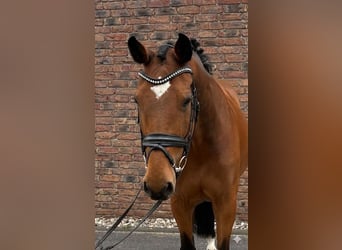 Holsteiner, Stute, 14 Jahre, 165 cm, Brauner