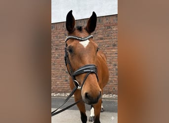 Holsteiner, Stute, 14 Jahre, 165 cm, Brauner