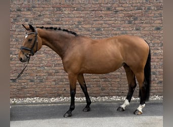 Holsteiner, Stute, 14 Jahre, 165 cm, Brauner