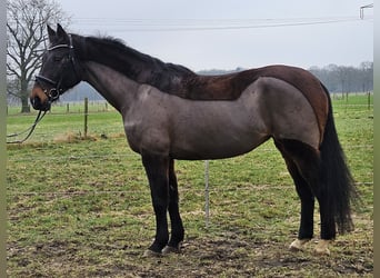 Holsteiner, Stute, 14 Jahre, 165 cm, Schwarzbrauner