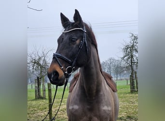 Holsteiner, Stute, 14 Jahre, 165 cm, Schwarzbrauner