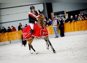 Holsteiner, Stute, 14 Jahre, 167 cm, Brauner