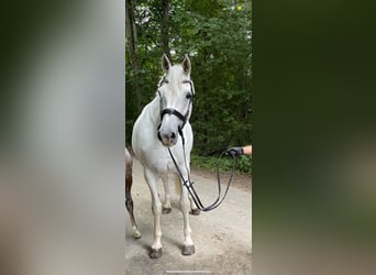 Holsteiner, Stute, 14 Jahre, 167 cm