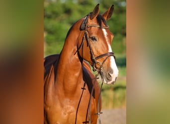 Holsteiner, Stute, 14 Jahre, 168 cm, Brauner