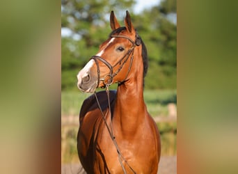 Holsteiner, Stute, 14 Jahre, 168 cm, Brauner
