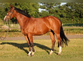 Holsteiner, Stute, 14 Jahre, 168 cm, Brauner