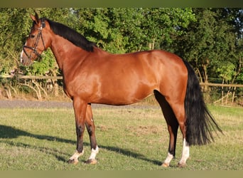 Holsteiner, Stute, 14 Jahre, 168 cm, Brauner