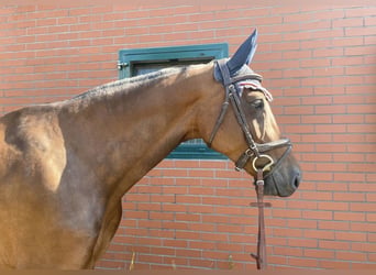 Holsteiner, Stute, 14 Jahre, 168 cm, Brauner