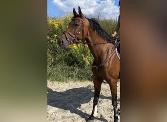 Holsteiner, Stute, 14 Jahre, 168 cm, Brauner