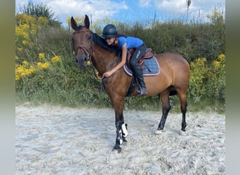 Holsteiner, Stute, 14 Jahre, 168 cm, Brauner
