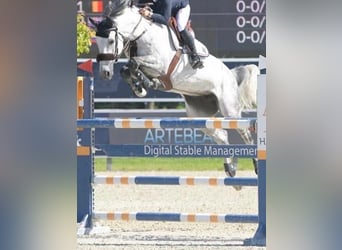 Holsteiner, Stute, 14 Jahre, 170 cm