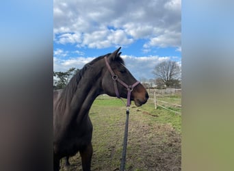 Holsteiner, Stute, 14 Jahre, 170 cm, Schwarzbrauner