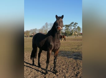 Holsteiner, Stute, 14 Jahre, 170 cm, Schwarzbrauner