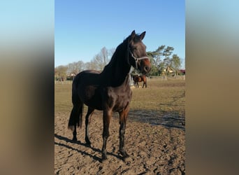 Holsteiner, Stute, 14 Jahre, 170 cm, Schwarzbrauner