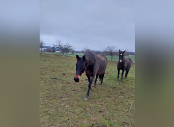 Holsteiner, Stute, 14 Jahre, 170 cm