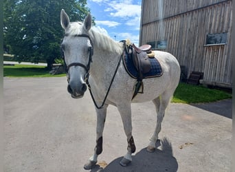 Holsteiner, Stute, 14 Jahre, 171 cm, Schimmel