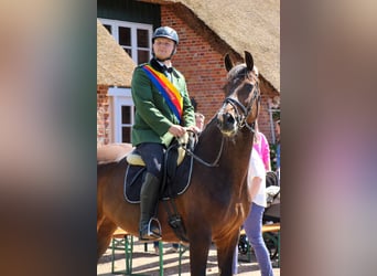 Holsteiner, Stute, 14 Jahre, 172 cm, Brauner