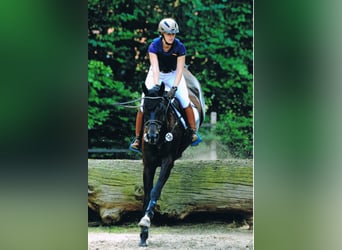 Holsteiner, Stute, 14 Jahre, 172 cm, Schwarzbrauner